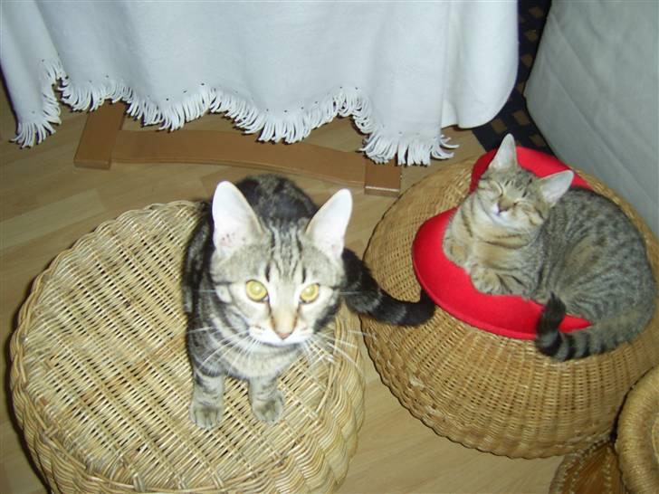 Huskat Fiona - Jeg er træt, men jeg skal nok smile alligevel billede 5