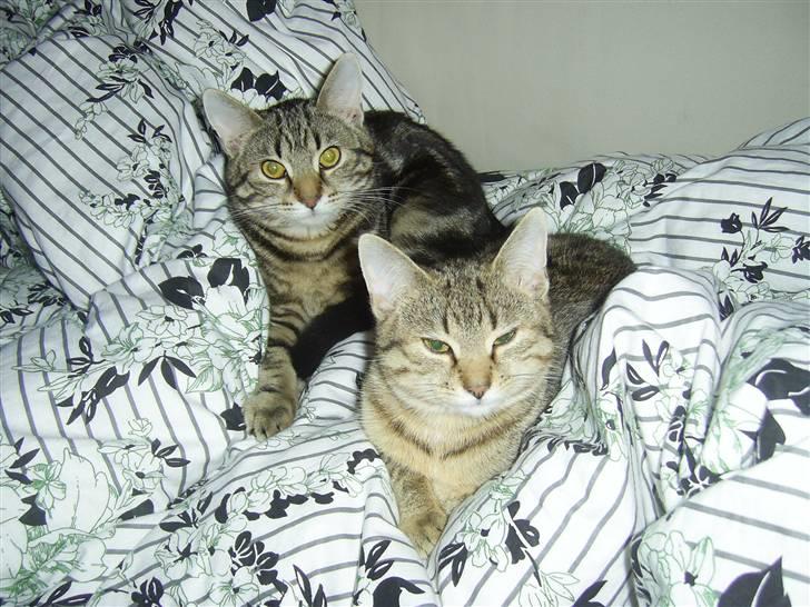 Huskat Fiona - Hvem vil ikke gerne være kat? billede 6