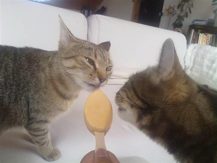 Huskat Fiona - MMM elsker is billede 7