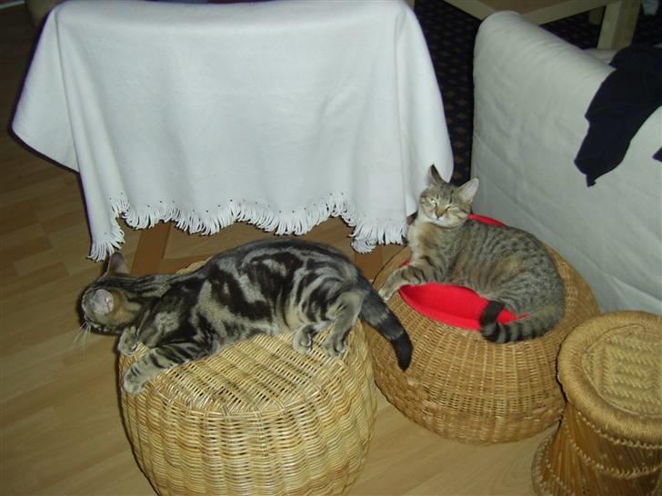 Huskat Armani billede 7