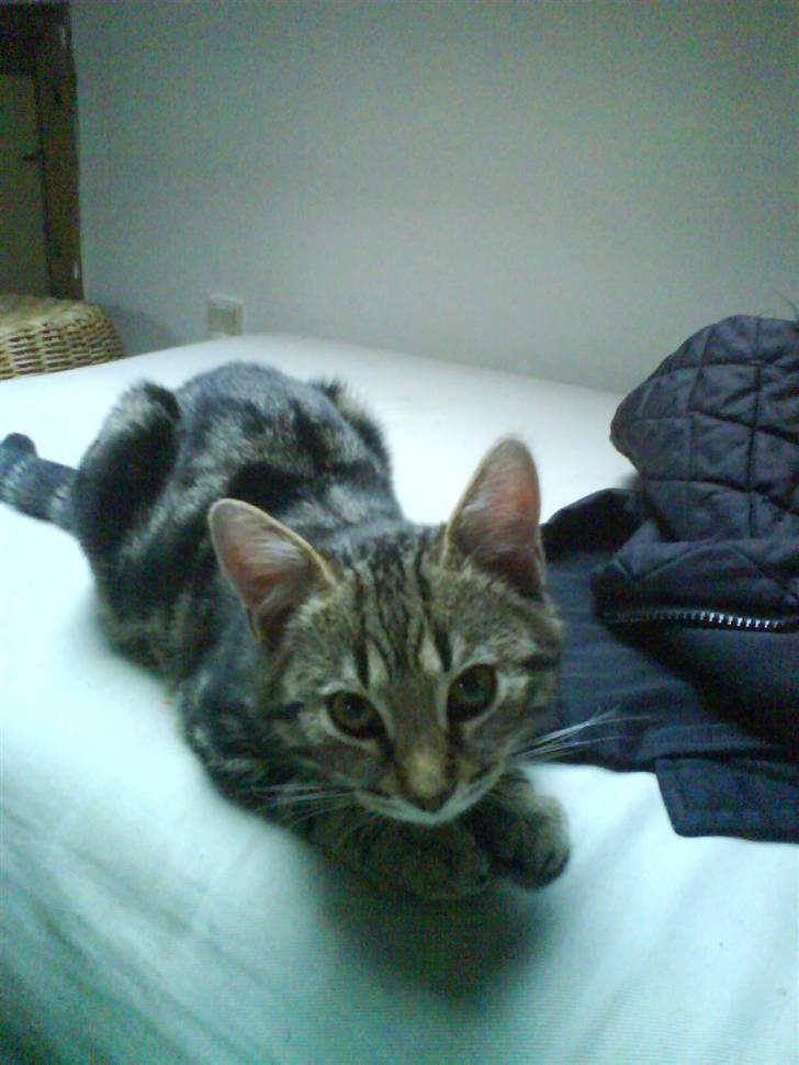 Huskat Armani billede 8