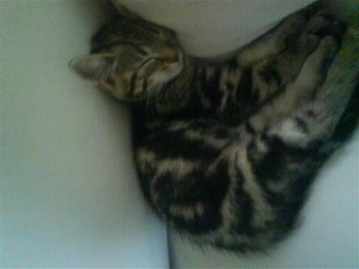 Huskat Armani billede 9