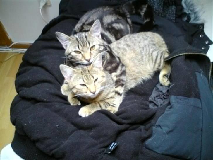 Huskat Armani billede 10