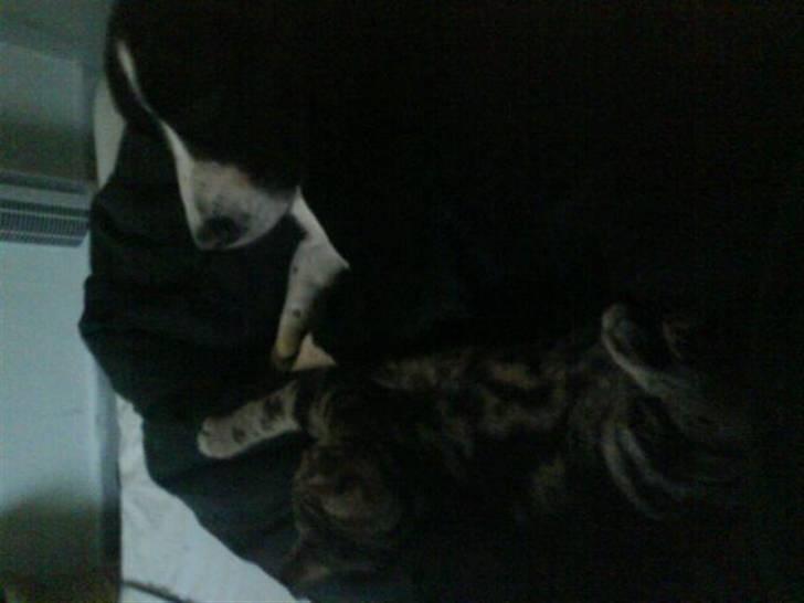 Huskat Armani - Så bliver der puttet, selvom hunden kun er gæst så er han godt selskab. billede 11