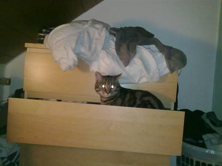 Huskat Armani billede 12