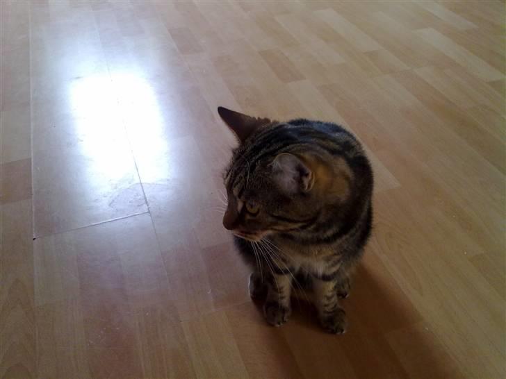 Huskat Armani billede 13