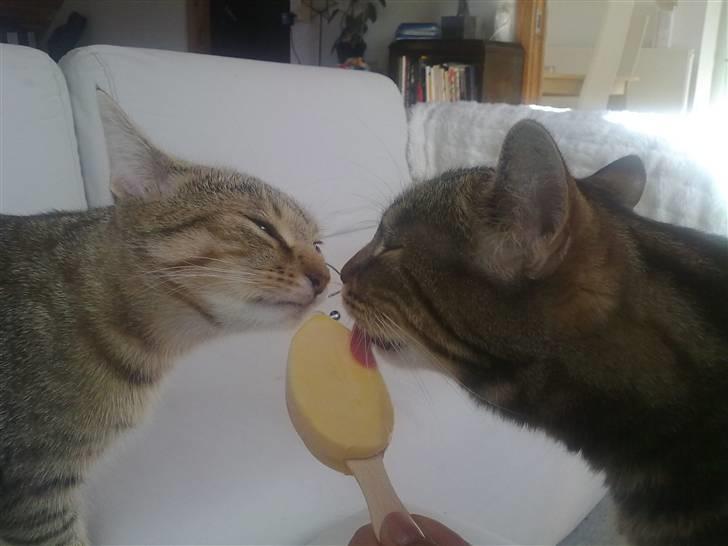 Huskat Armani billede 14