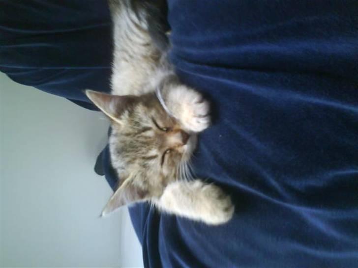 Huskat Fiona billede 8