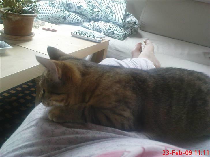 Huskat Fiona billede 9