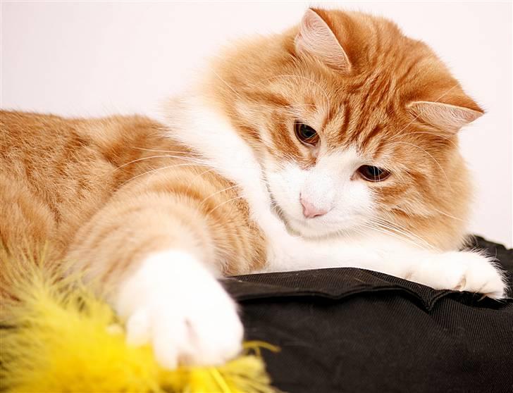 Norsk Skovkat Baltazar billede 3