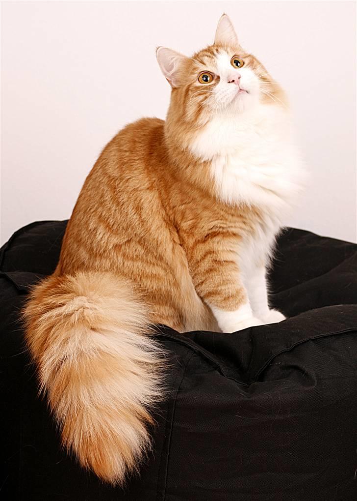 Norsk Skovkat Baltazar billede 4