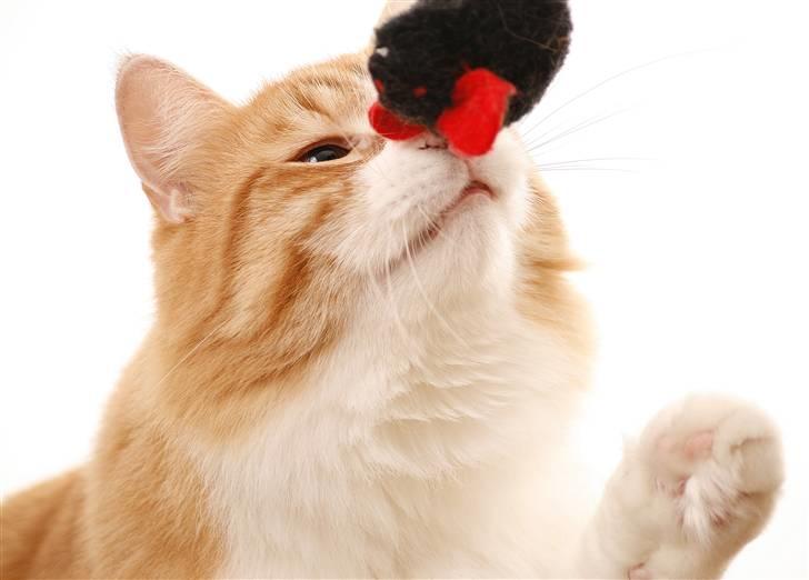 Norsk Skovkat Baltazar billede 5