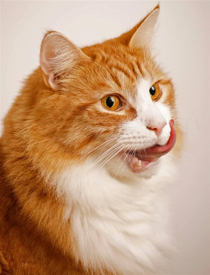 Norsk Skovkat Baltazar billede 6