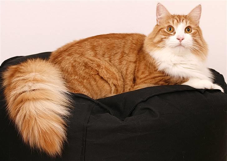 Norsk Skovkat Baltazar billede 7