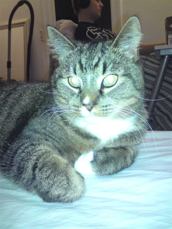 Blanding af racer Tulle - mit skønne ansigt billede 9