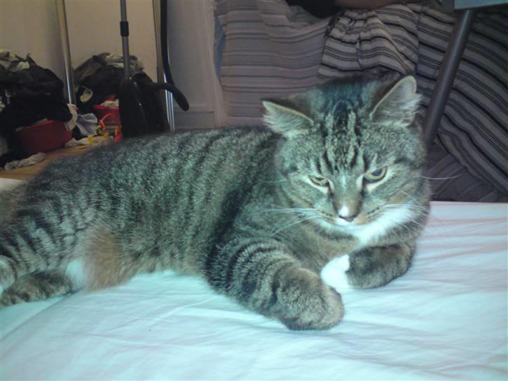 Blanding af racer Tulle - putter lige sammen med mor i sengen billede 10