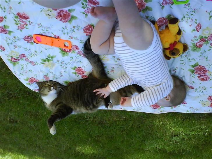 Blanding af racer Tulle - liidt lækker er man vel?!? billede 11