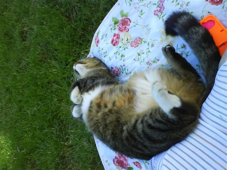 Blanding af racer Tulle - livet er skøønt! billede 12