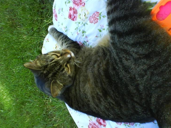 Blanding af racer Tulle - jeg eeelsker bare sommeren billede 13