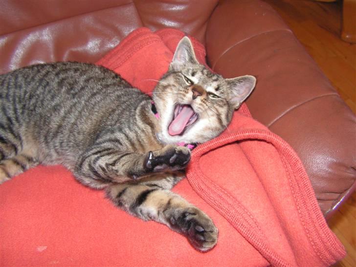 Blanding af racer Kisser billede 18