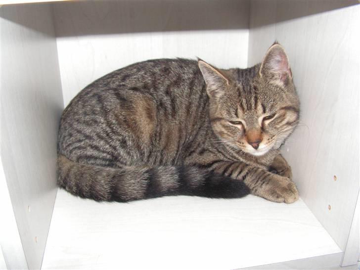 Blanding af racer Kisser billede 19