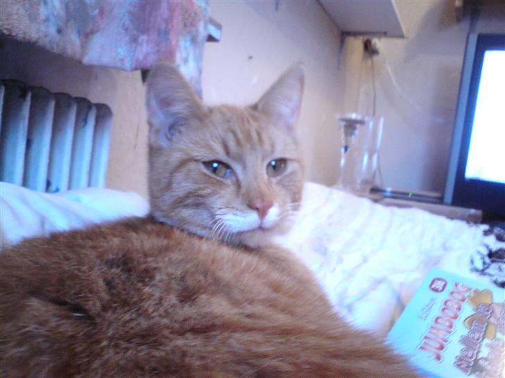 Huskat pussy R.I.P  9/5-09 billede 8