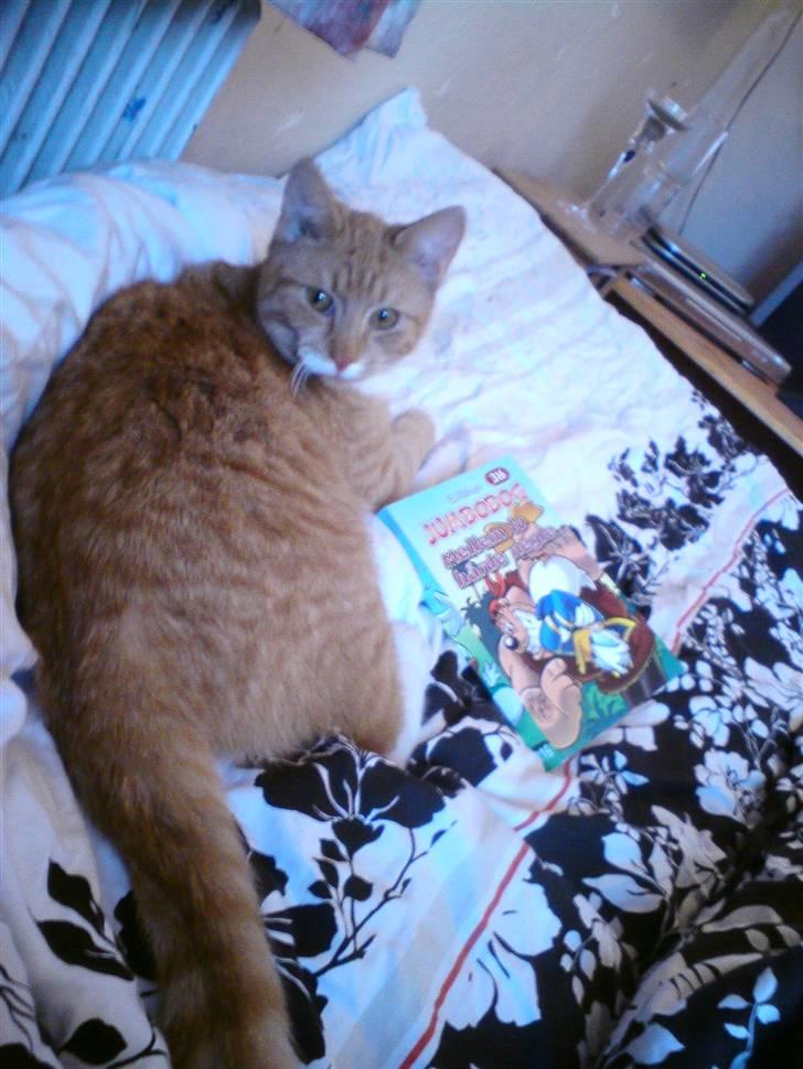 Huskat pussy R.I.P  9/5-09 billede 9