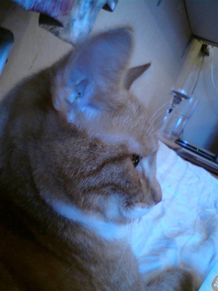 Huskat pussy R.I.P  9/5-09 billede 10