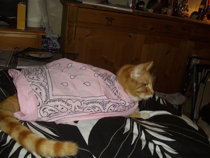 Huskat pussy R.I.P  9/5-09 billede 11