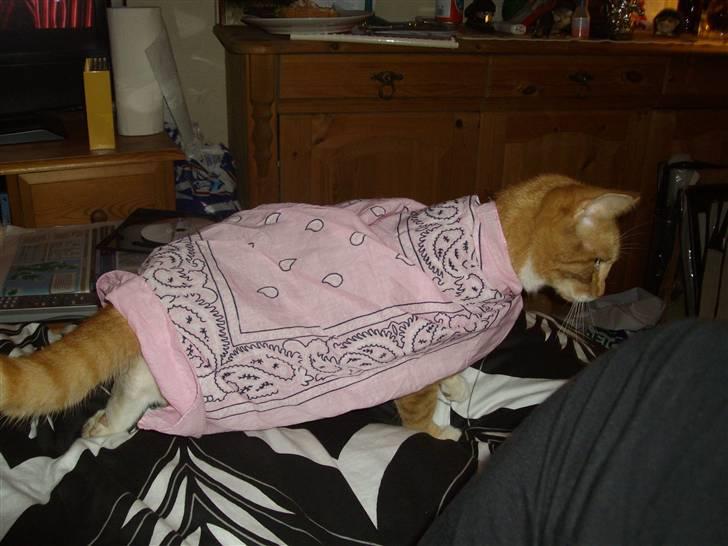 Huskat pussy R.I.P  9/5-09 - super pussy den farlige hankat billede 12