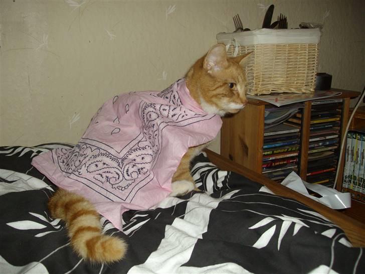 Huskat pussy R.I.P  9/5-09 billede 13