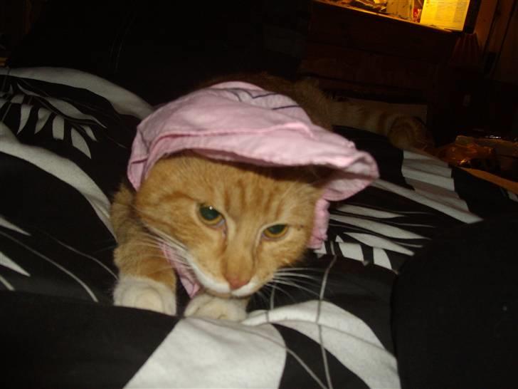 Huskat pussy R.I.P  9/5-09 - pussy med hætte på.. den lille lyserød hætte og ulven haha billede 14