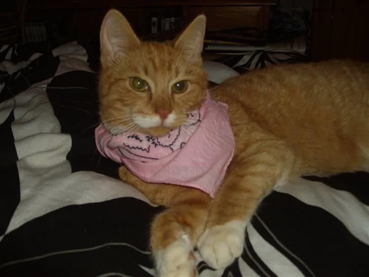 Huskat pussy R.I.P  9/5-09 - er jeg ikk bare lækker:o) billede 15