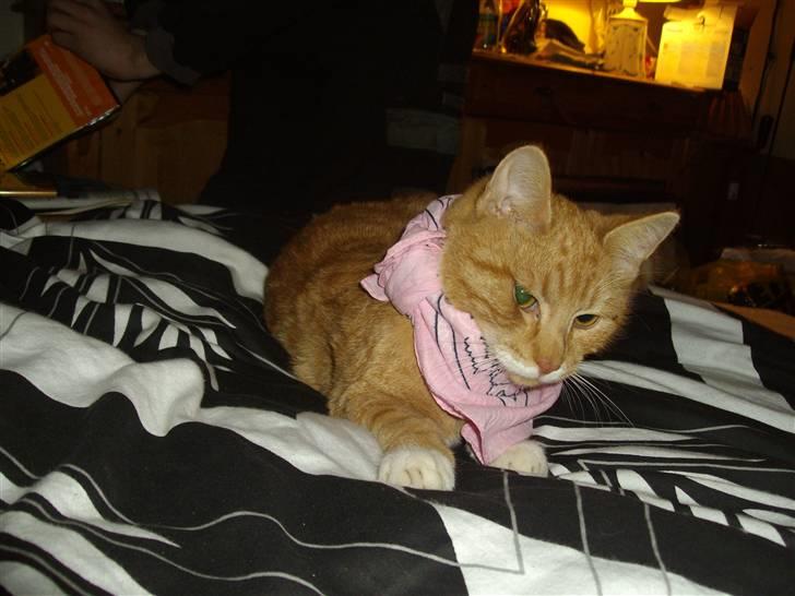 Huskat pussy R.I.P  9/5-09 billede 16