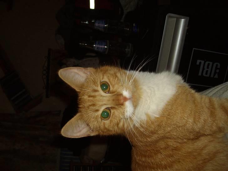 Huskat pussy R.I.P  9/5-09 billede 17