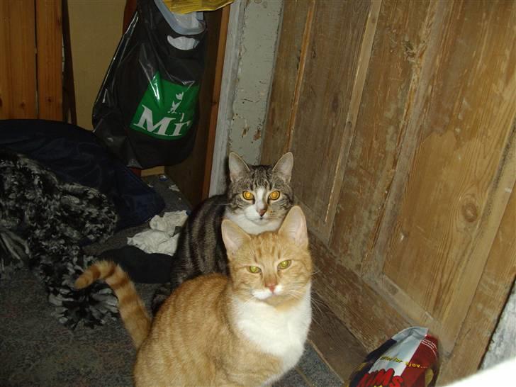 Huskat pussy R.I.P  9/5-09 billede 18