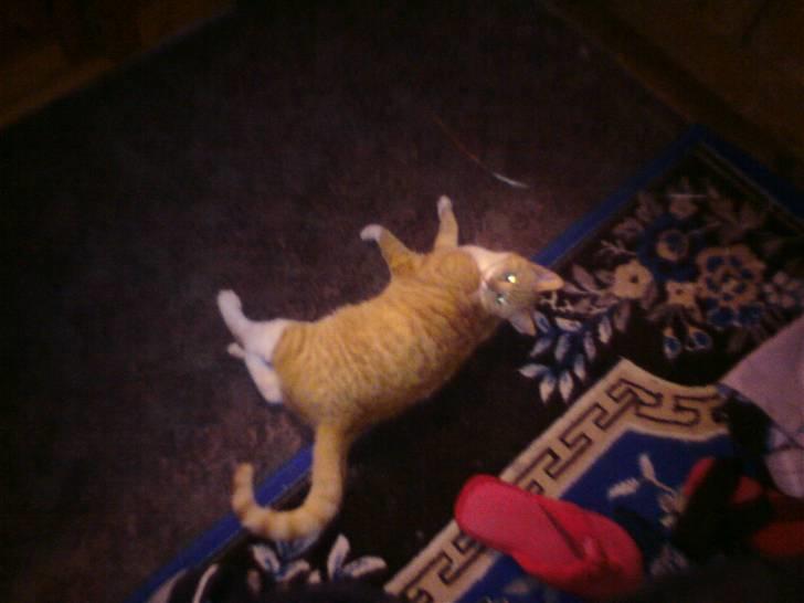 Huskat pussy R.I.P  9/5-09 billede 19