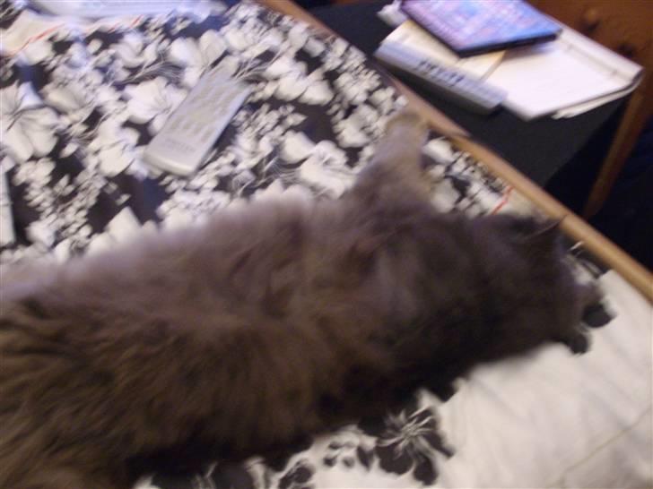 Blanding af racer sofus*sviger forældrenes* billede 10