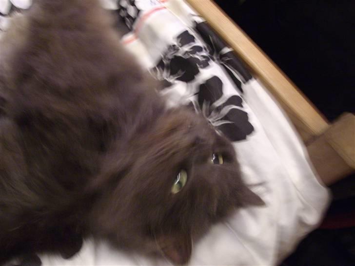 Blanding af racer sofus*sviger forældrenes* billede 11