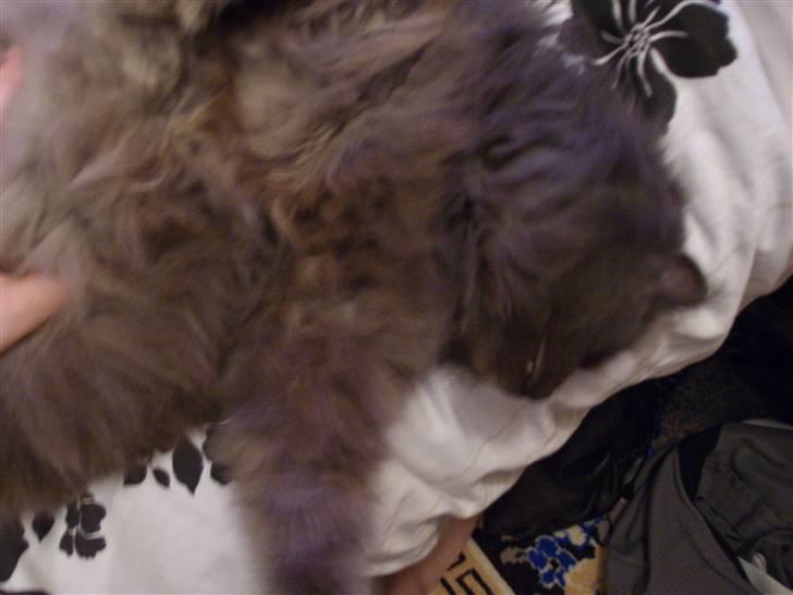 Blanding af racer sofus*sviger forældrenes* billede 12