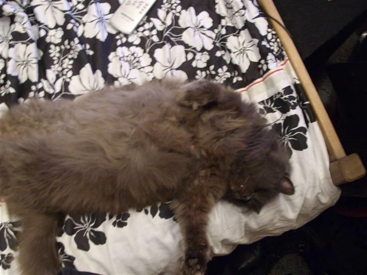 Blanding af racer sofus*sviger forældrenes* billede 13