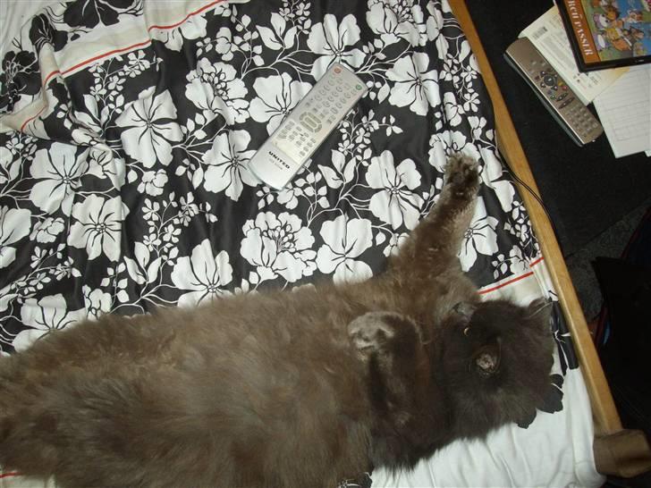 Blanding af racer sofus*sviger forældrenes* billede 14