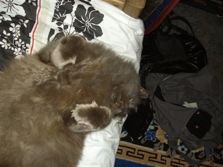 Blanding af racer sofus*sviger forældrenes* billede 15