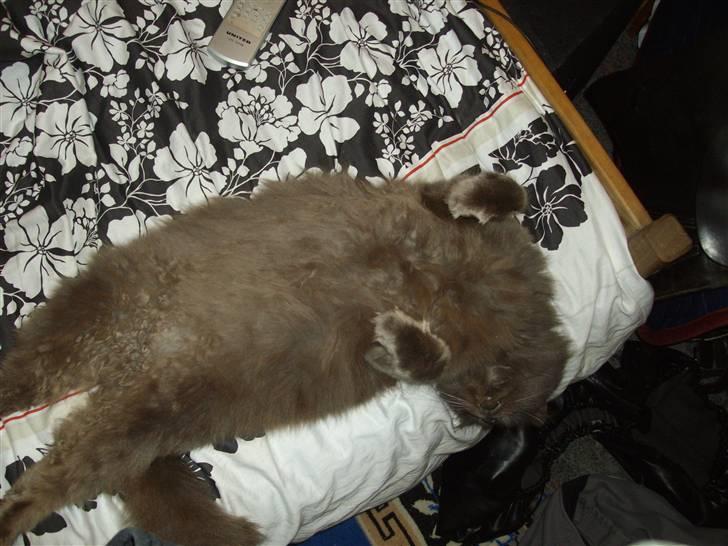 Blanding af racer sofus*sviger forældrenes* billede 16