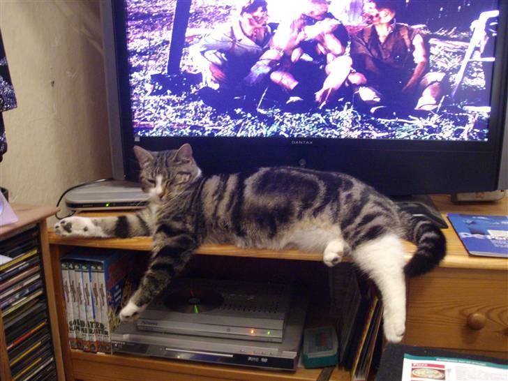 Huskat speedy *løbet væk* billede 1