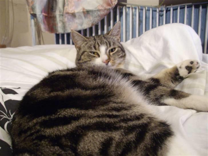 Huskat speedy *løbet væk* billede 2