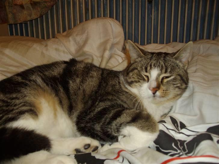 Huskat speedy *løbet væk* billede 4