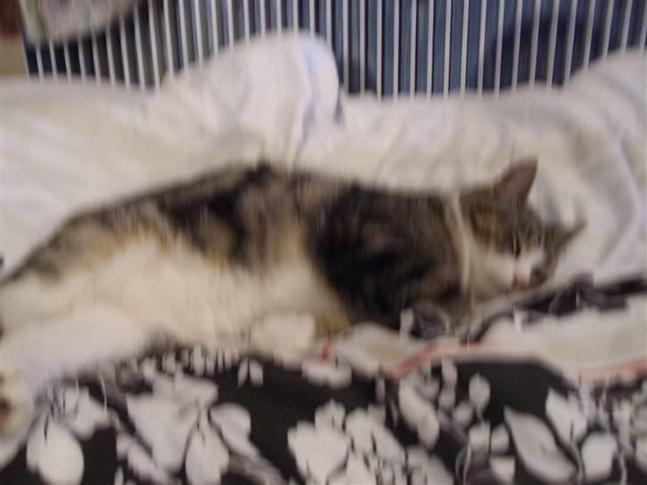 Huskat speedy *løbet væk* billede 5