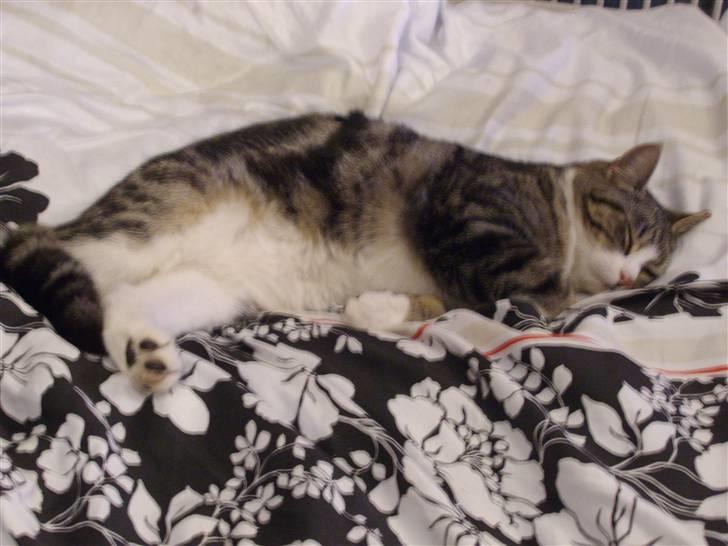 Huskat speedy *løbet væk* billede 6