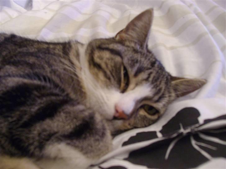 Huskat speedy *løbet væk* billede 7